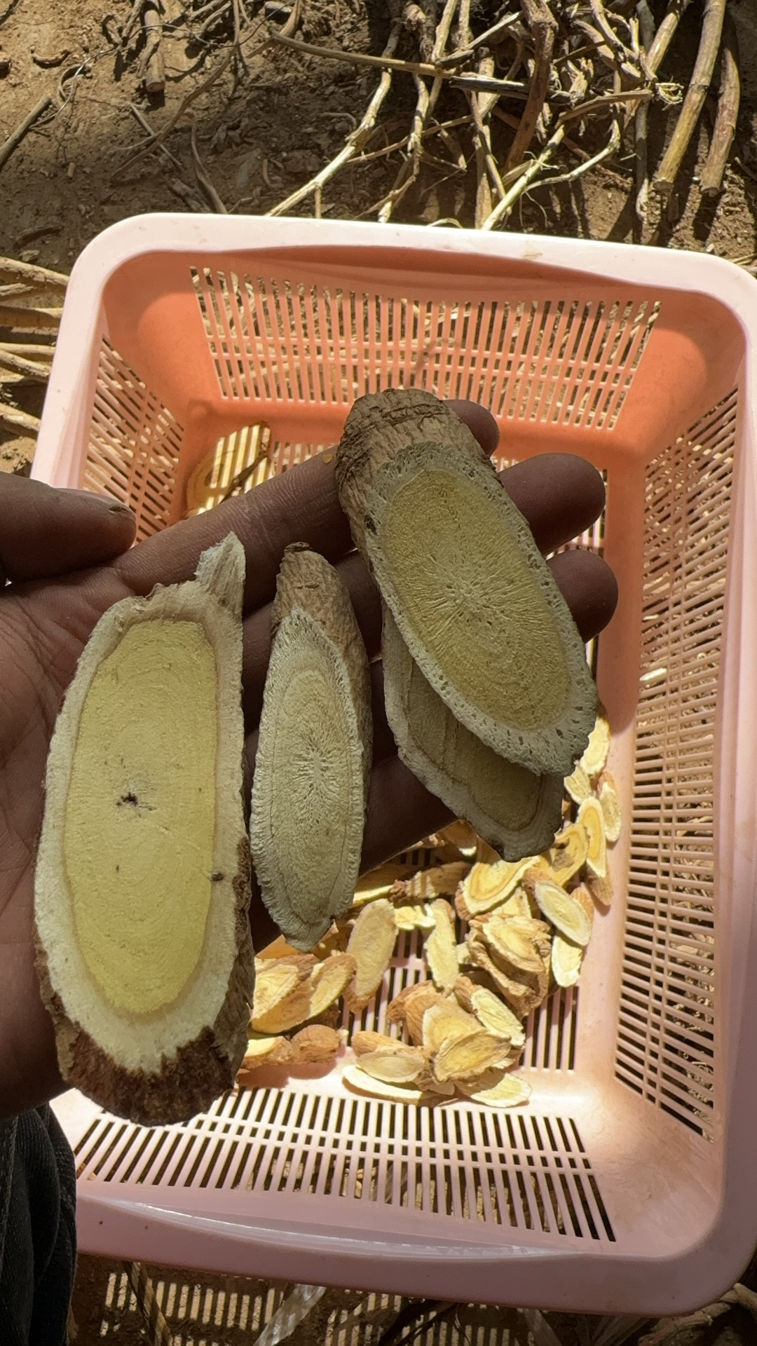 野生黄芪甘肃岷县特大片1.8-2.4