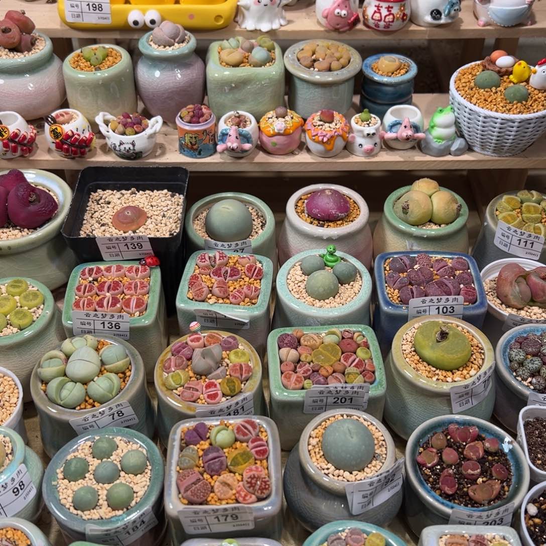 菲*多肉植物待挖一个吕氏蜕皮的