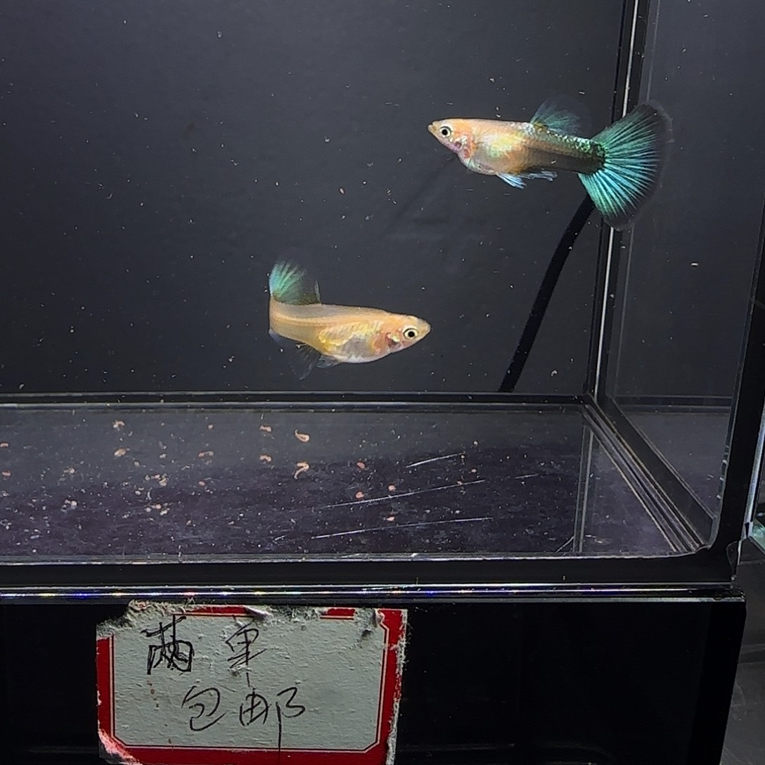 孔雀鱼黄化蓝礼服欧意一对