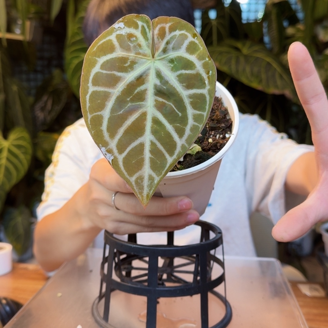 完全开放红铜杂撕裂纹Y115