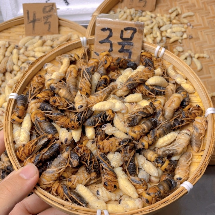 往***路7天中国大陆虎头蜂四级八斤