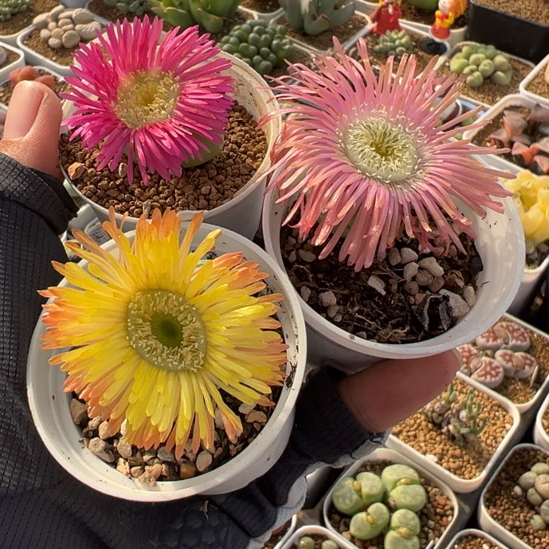 752多肉植物种类多样