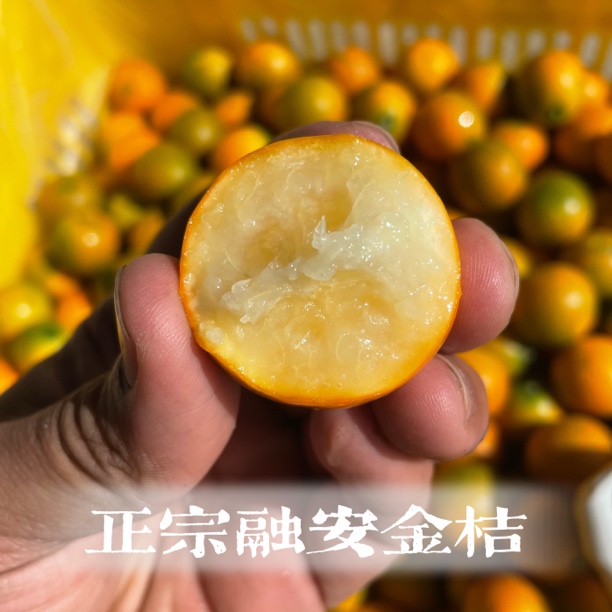 广西融安二代脆皮金桔滑皮金桔新鲜水果应季现摘带皮吃小金橘