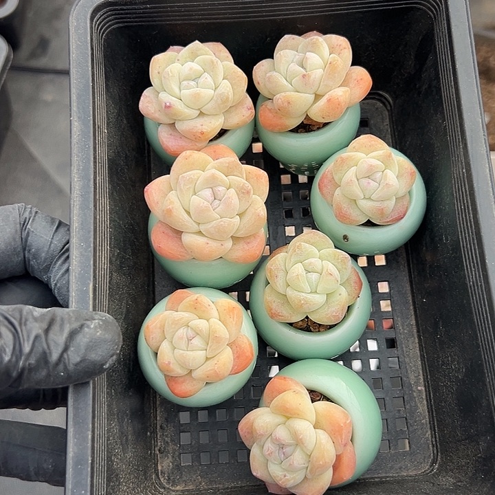 3437，七个单头冰玉带盆发