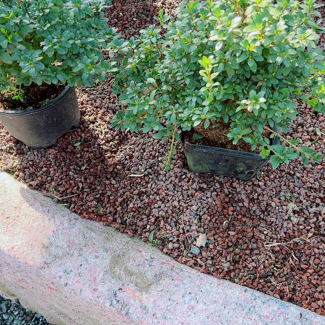 无花朵盆景皋月杜鹃明美之月