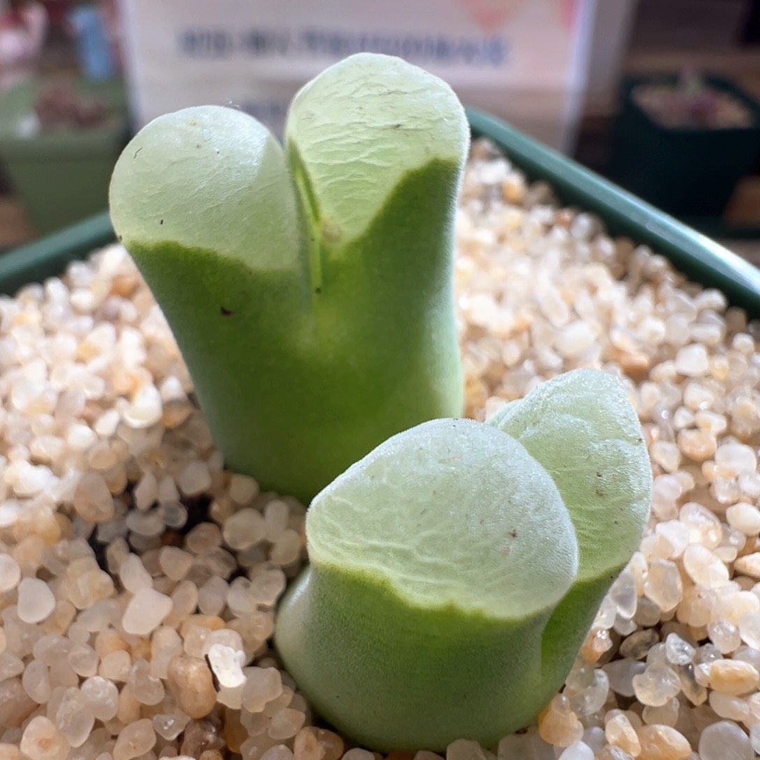 537。青蛙优选五年半2151双头母本