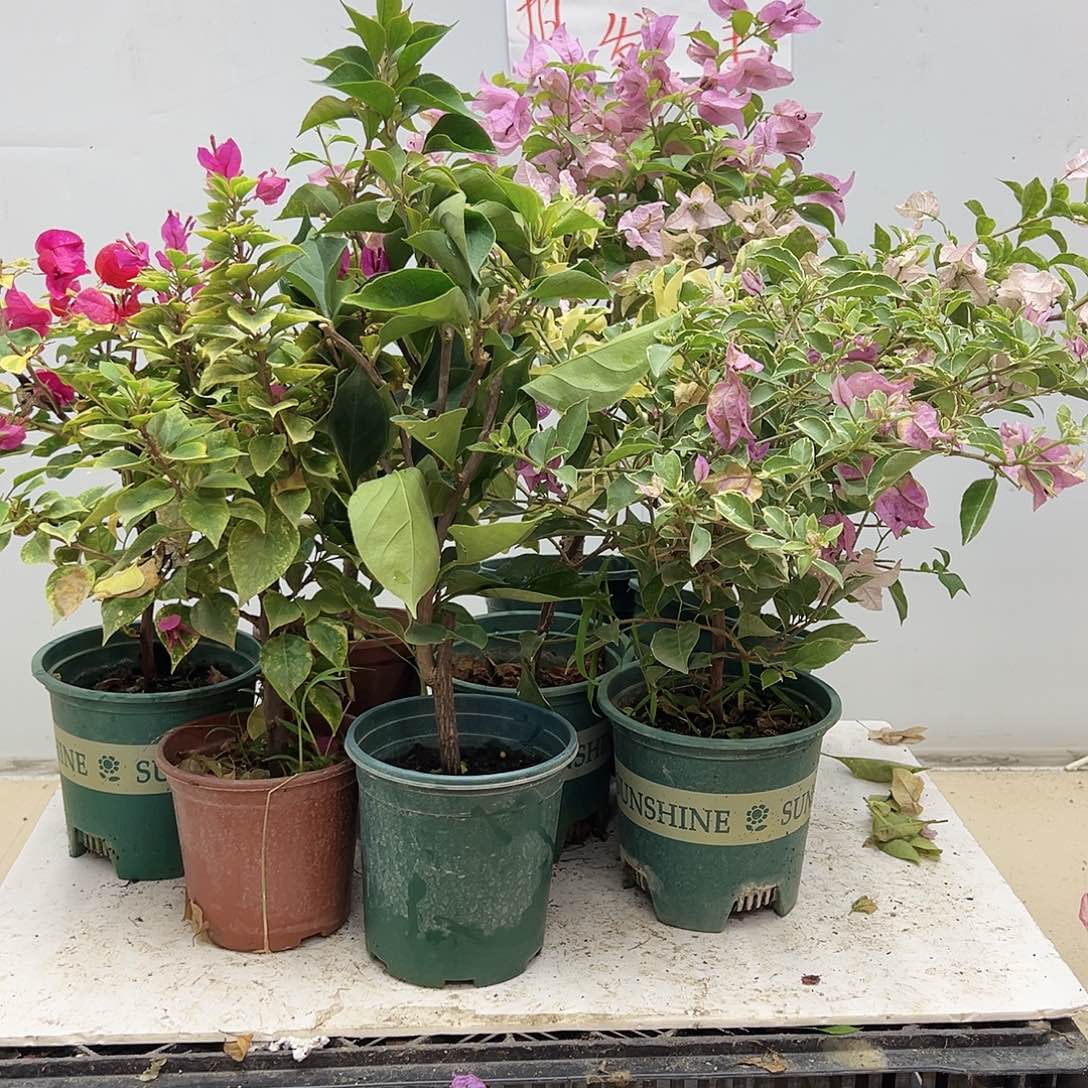 大部分花苞少量开放随机掌中宝两颗，掉花了