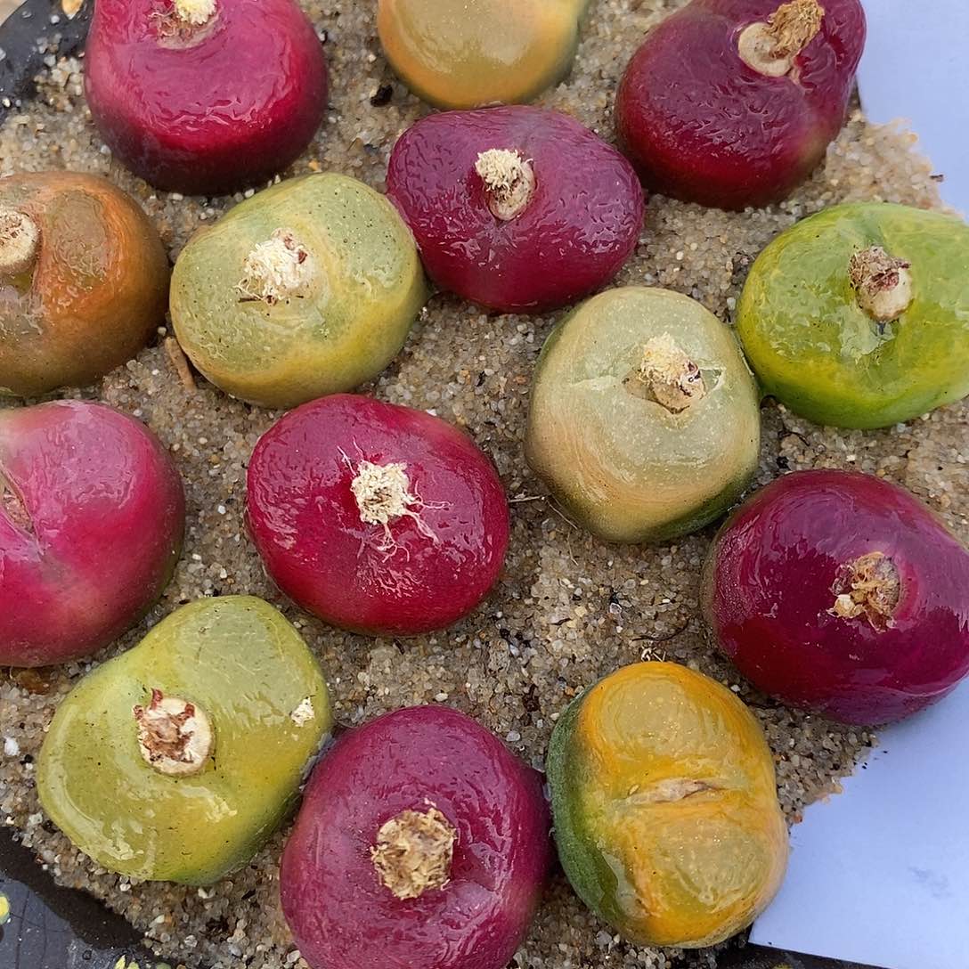 354母本彩蟠桃一组