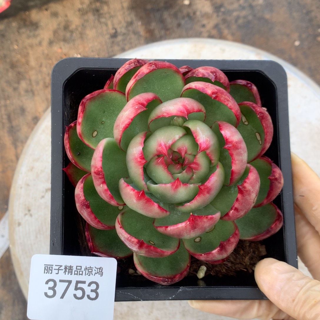 3753一物一拍10有伤