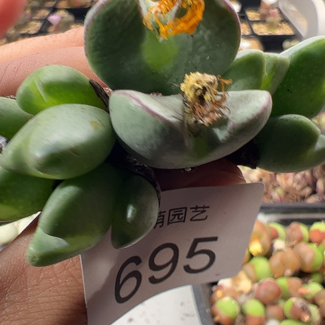 一物一拍。        695