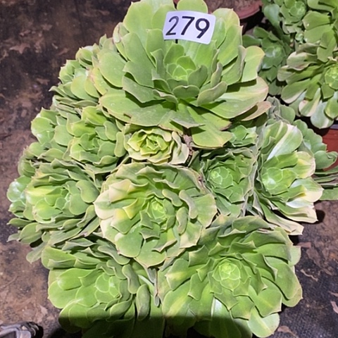 多肉植物法师279绿杨蓉