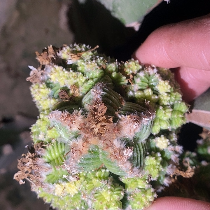 三角接艳肌五星花笼群