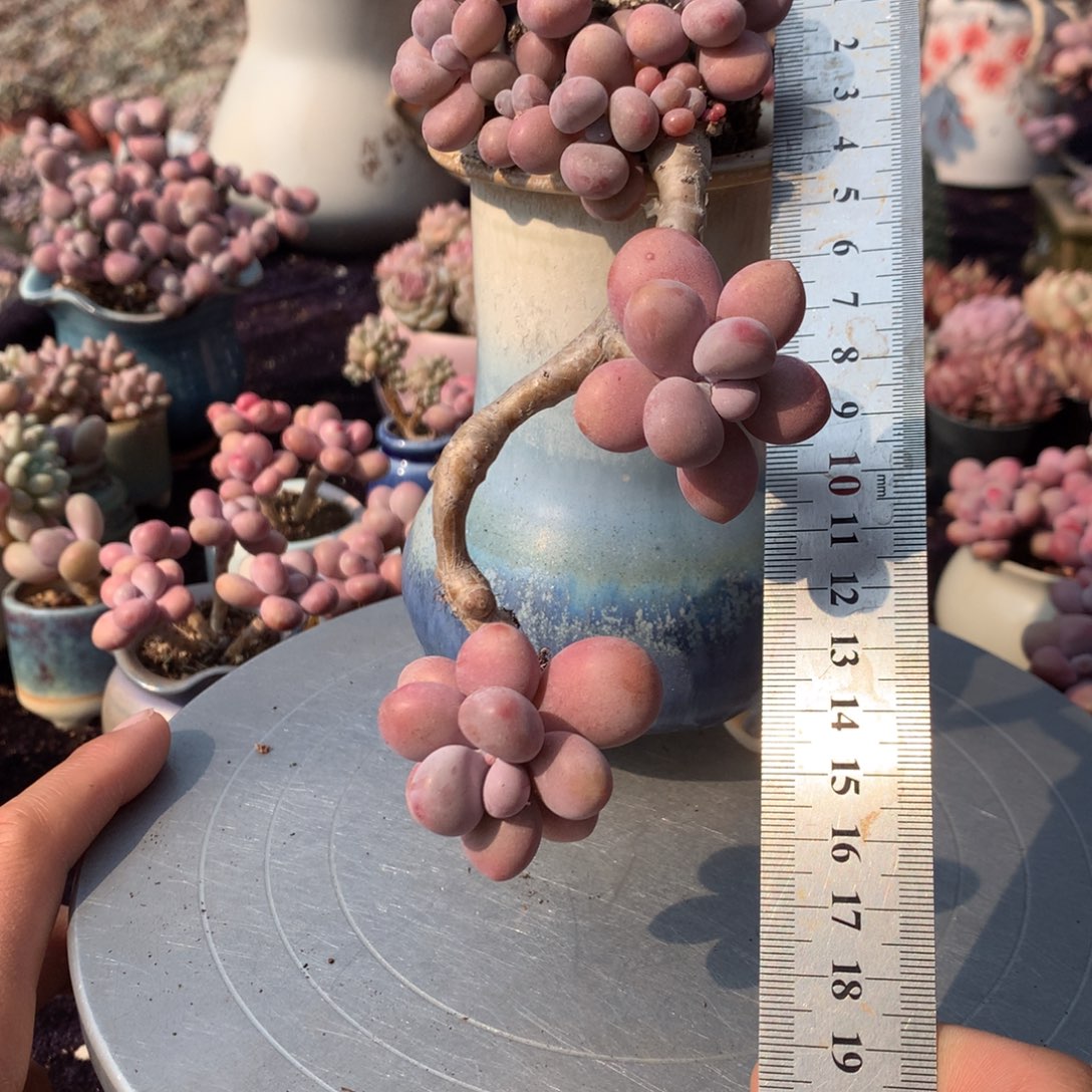 6号不带盆偏远的不包邮的