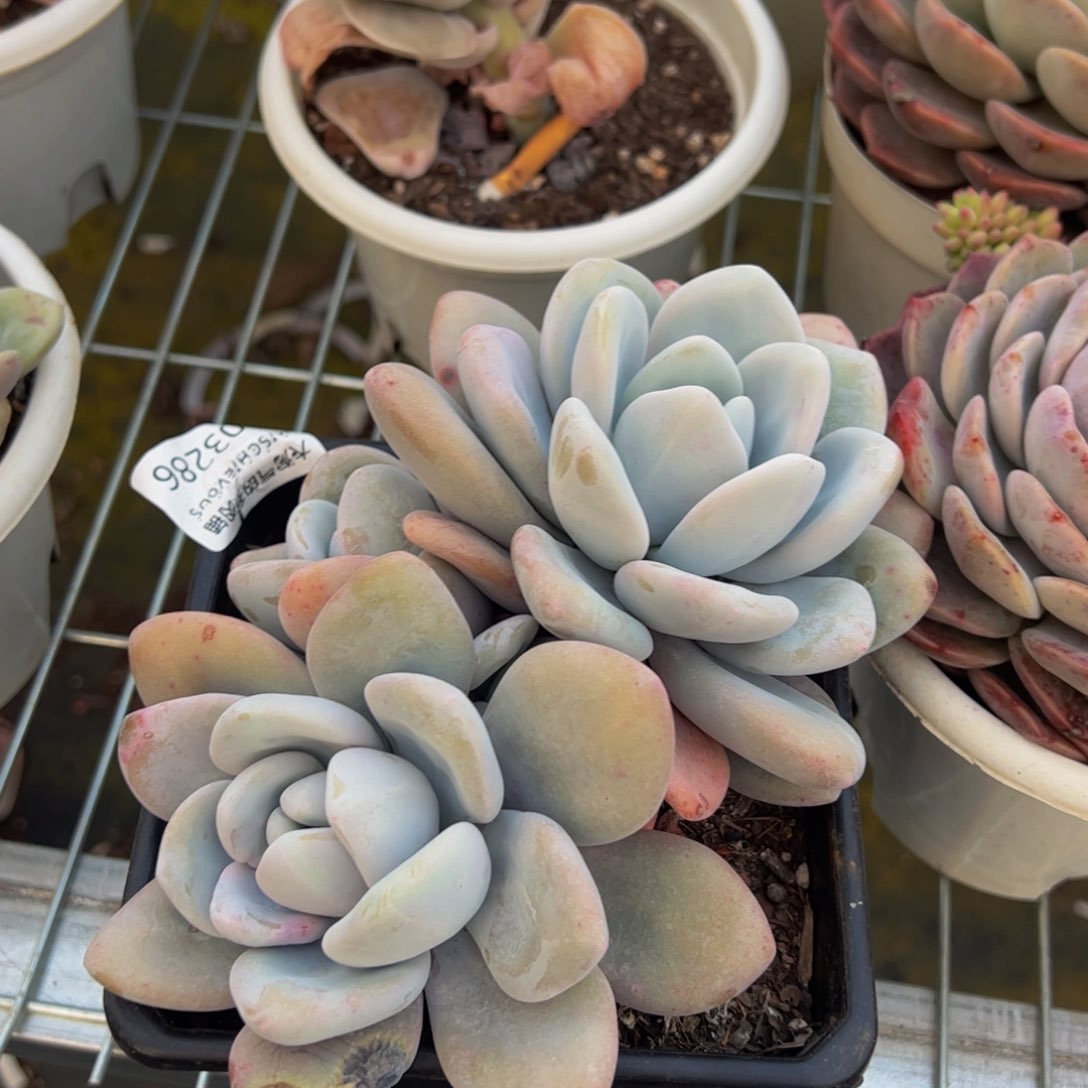 粉兔双头起发多肉