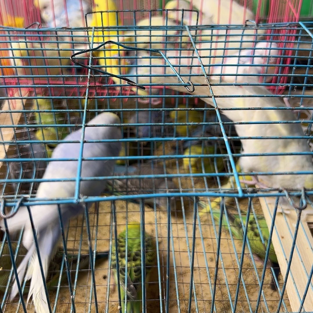 菜****虎皮鹦鹉虎皮鹦鹉金彩1对