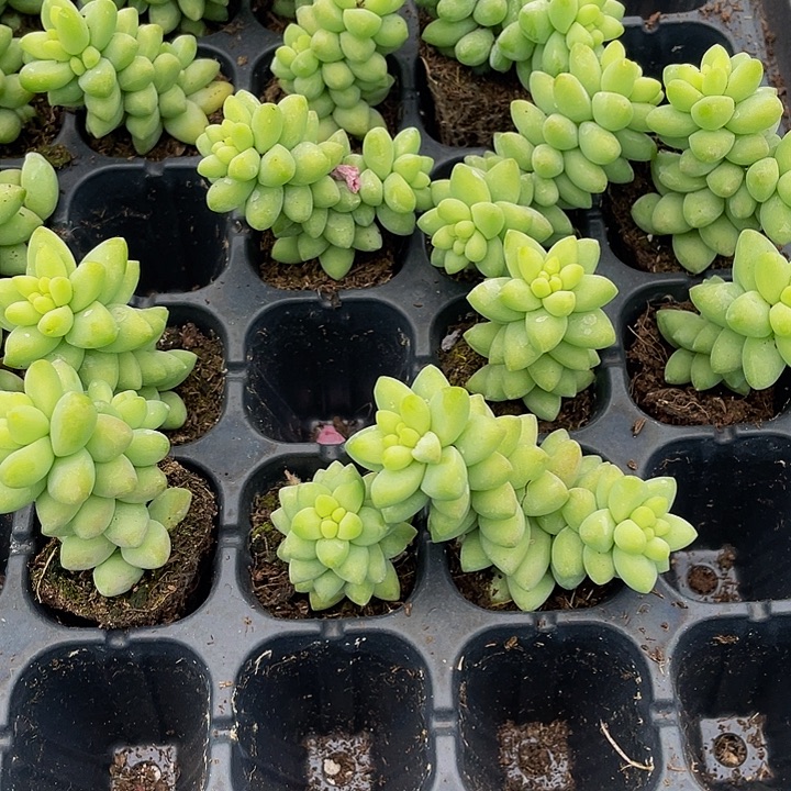 小玉坠1元带土发货