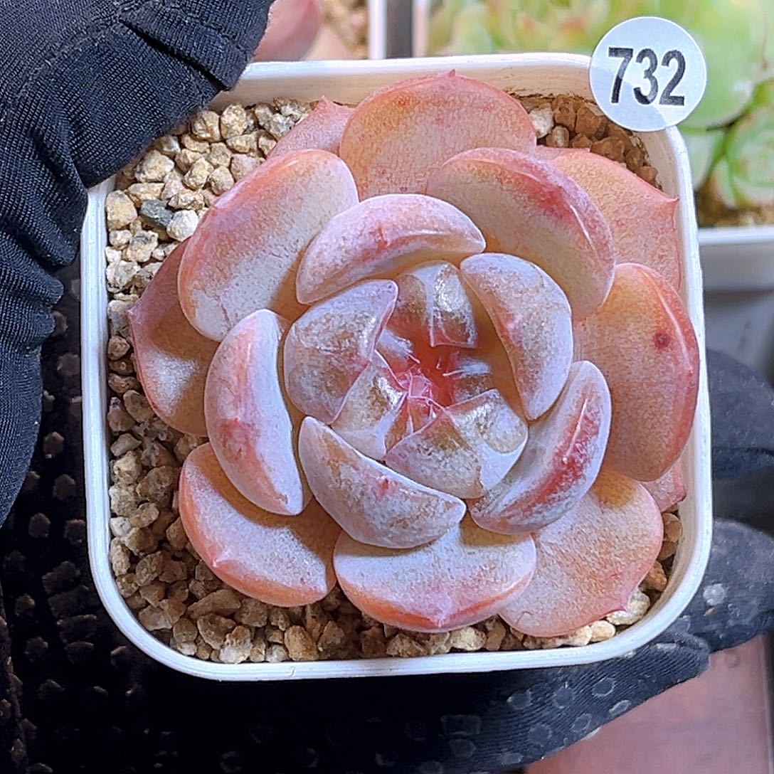 732一物一拍 糖炒栗子