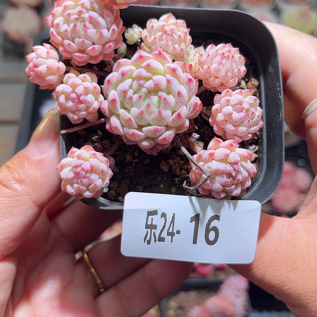 乐24-16小粉梅群不包整