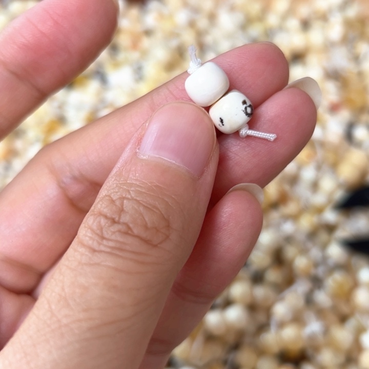 裸石蜜蜡未镶嵌7.5mm一对