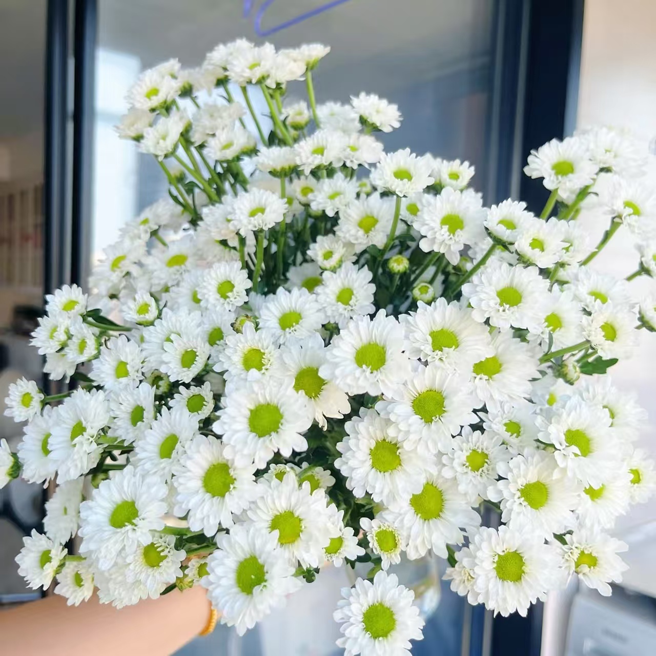 【凯蒂白】迷你系列 小雏菊鲜切花好养活水养插花花期长