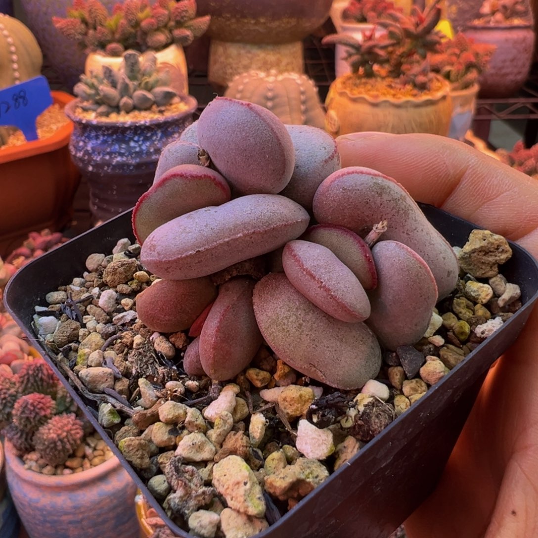 一物一拍，感谢支持