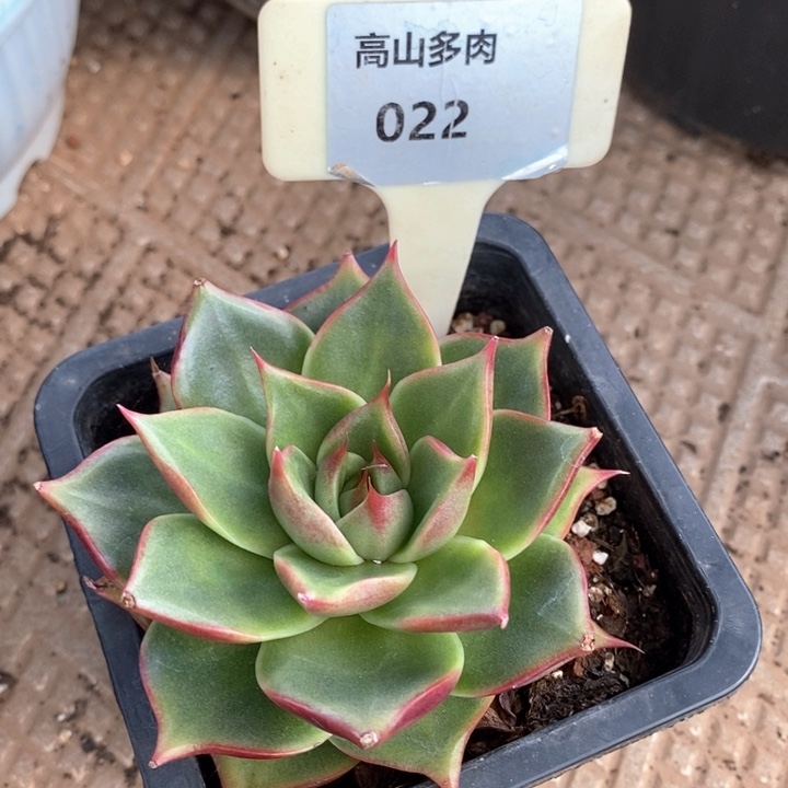霞***烂D022- 开播福利 斯特拉