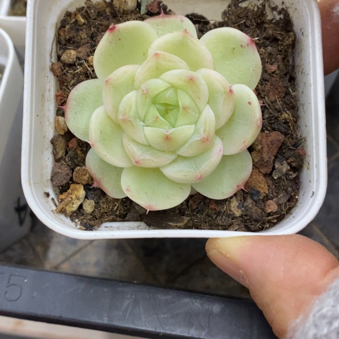 精品多肉一物一拍不包整246