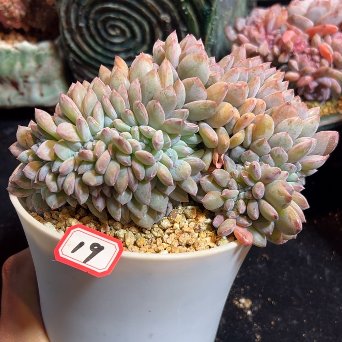 新年快乐 新年快乐