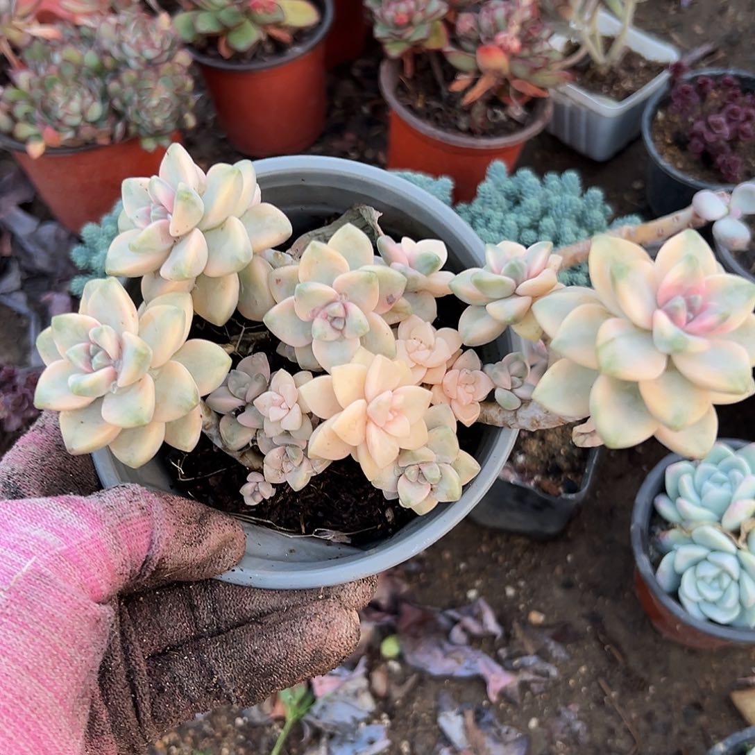 多set可以在中央音乐学院