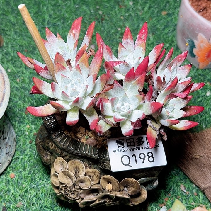 小鹿多肉一物一拍198