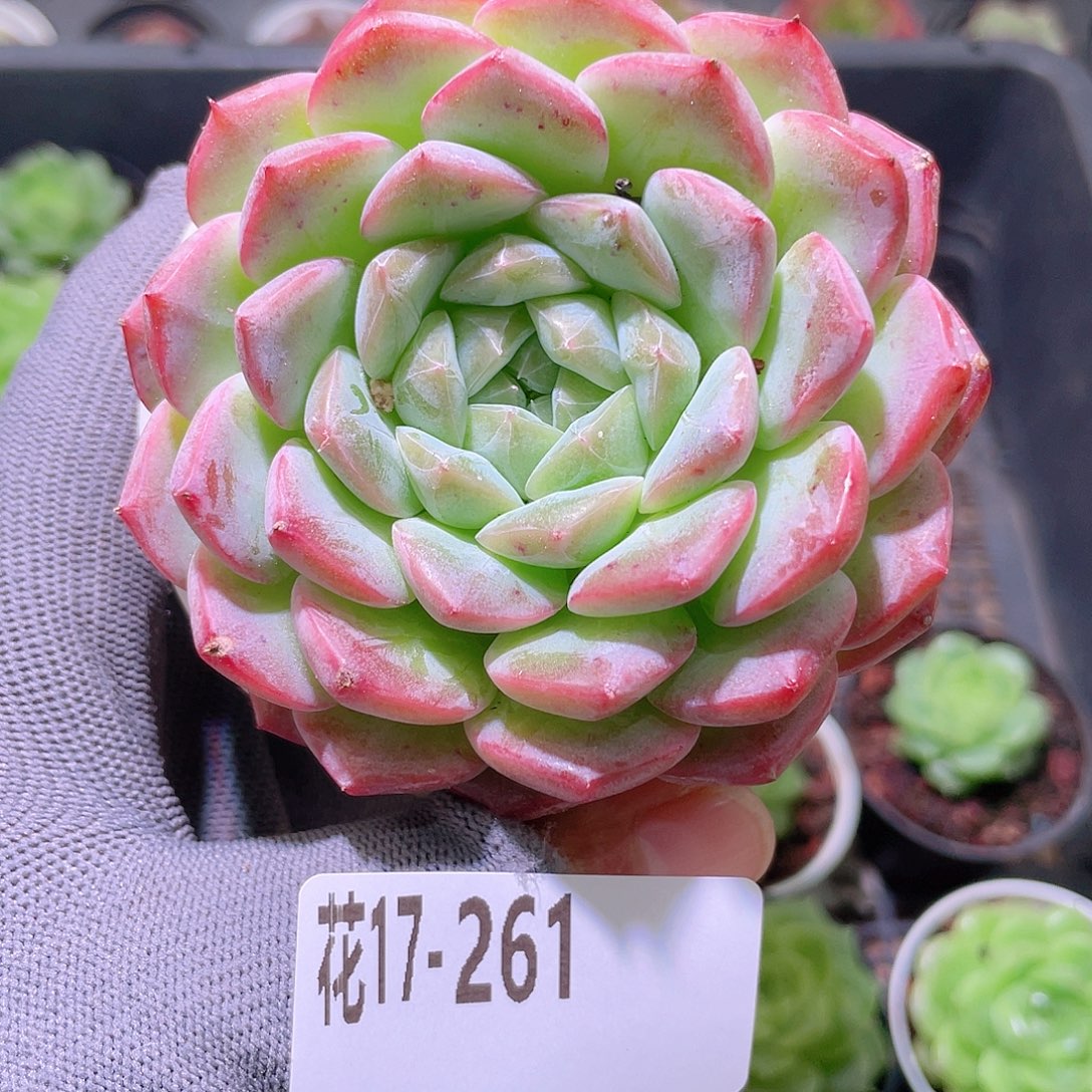 花利美17-261白桃汽水
