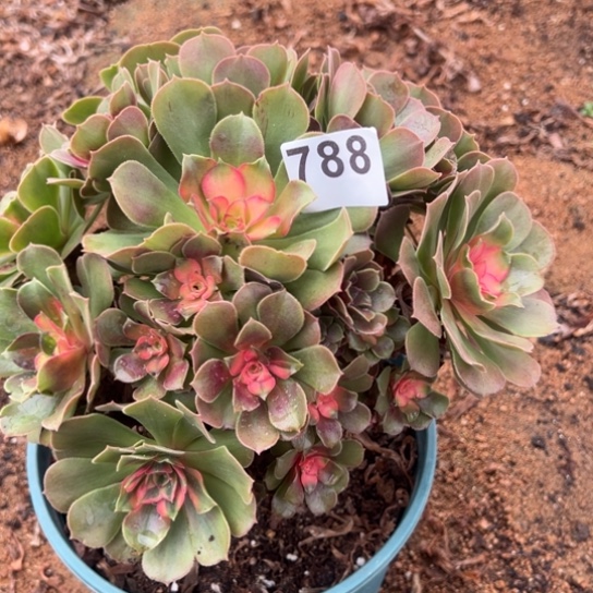 788雅典娜多肉植物花花