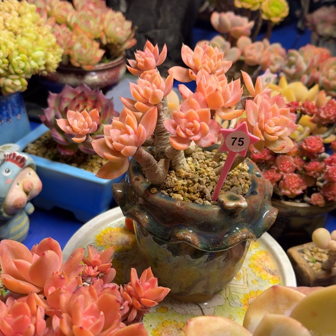 丝绸面纱带盆一图一物拍不退不换满68包顺丰