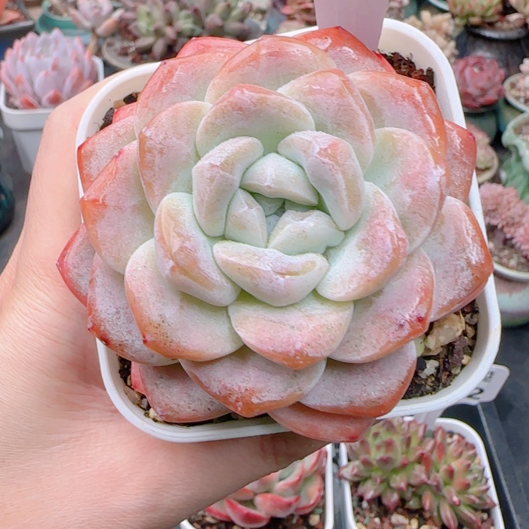 多肉植物5615……………..