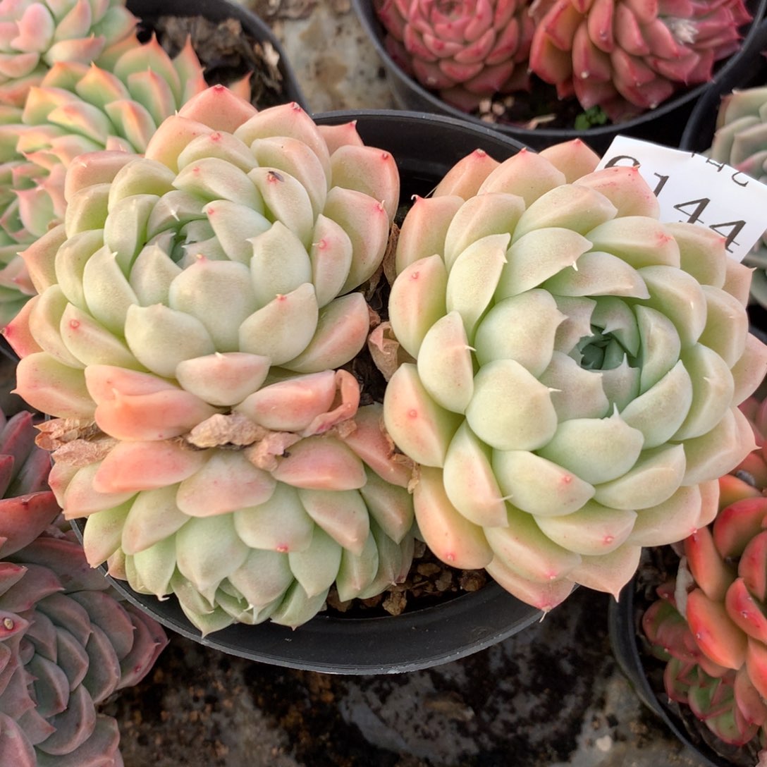 6144新年快乐发发发