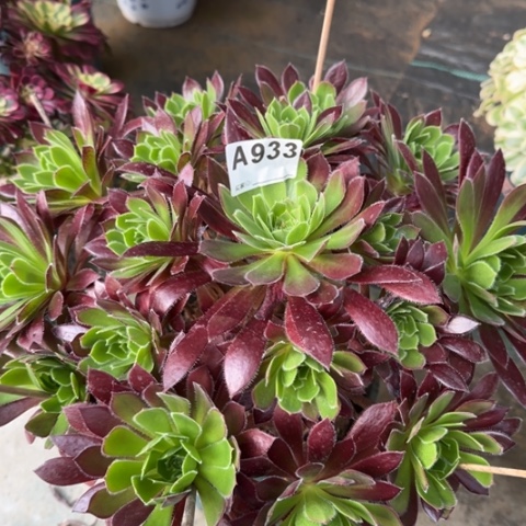 933火凤凰30厘米左右