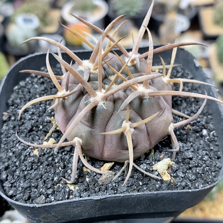 1007号实生守金魔天龙5cm