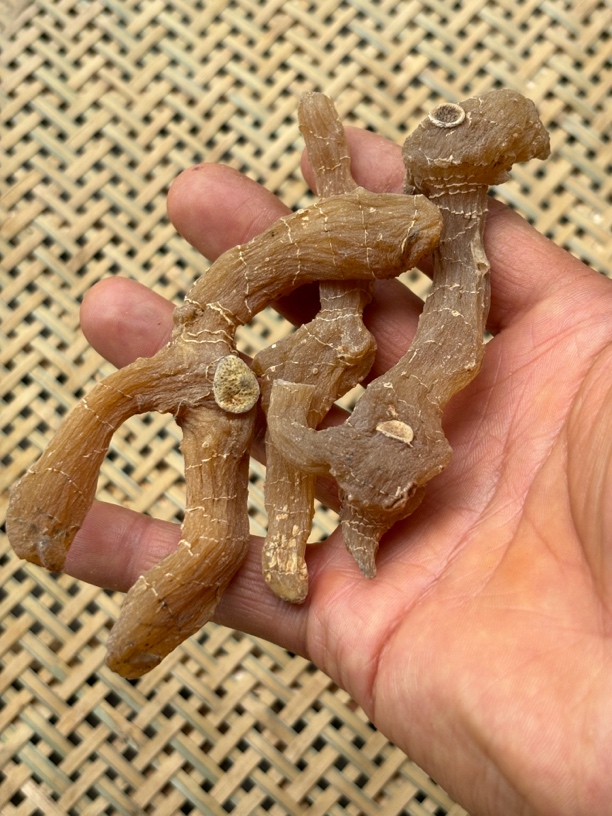 非种植的  鸡头甜黄 一蒸一晒甘肃陇南的 假一赔十  