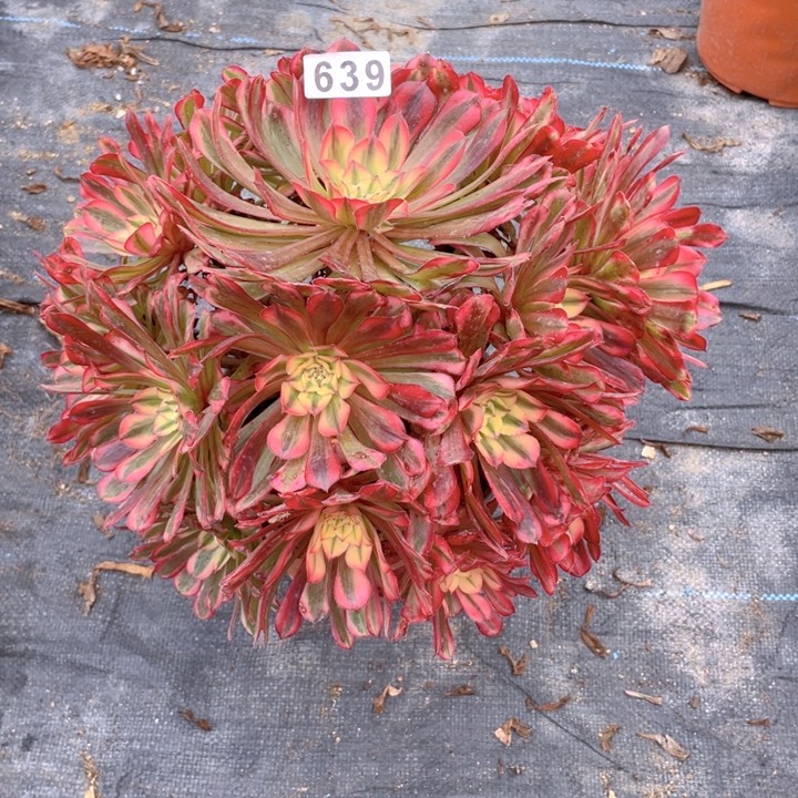 639老庄多肉法师红彤超白