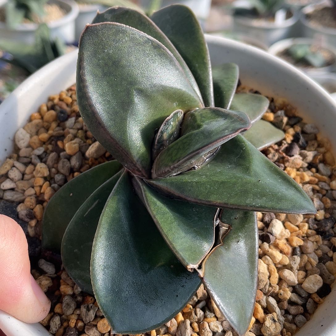 巴***雨脱土发货111111111