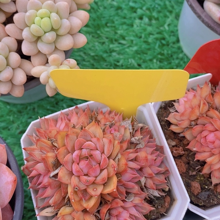 多肉植物，开心多肉