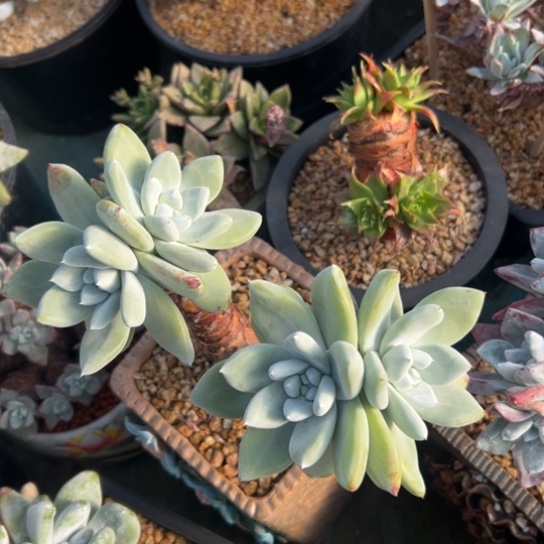 帕翠沙～一物一拍4头2756