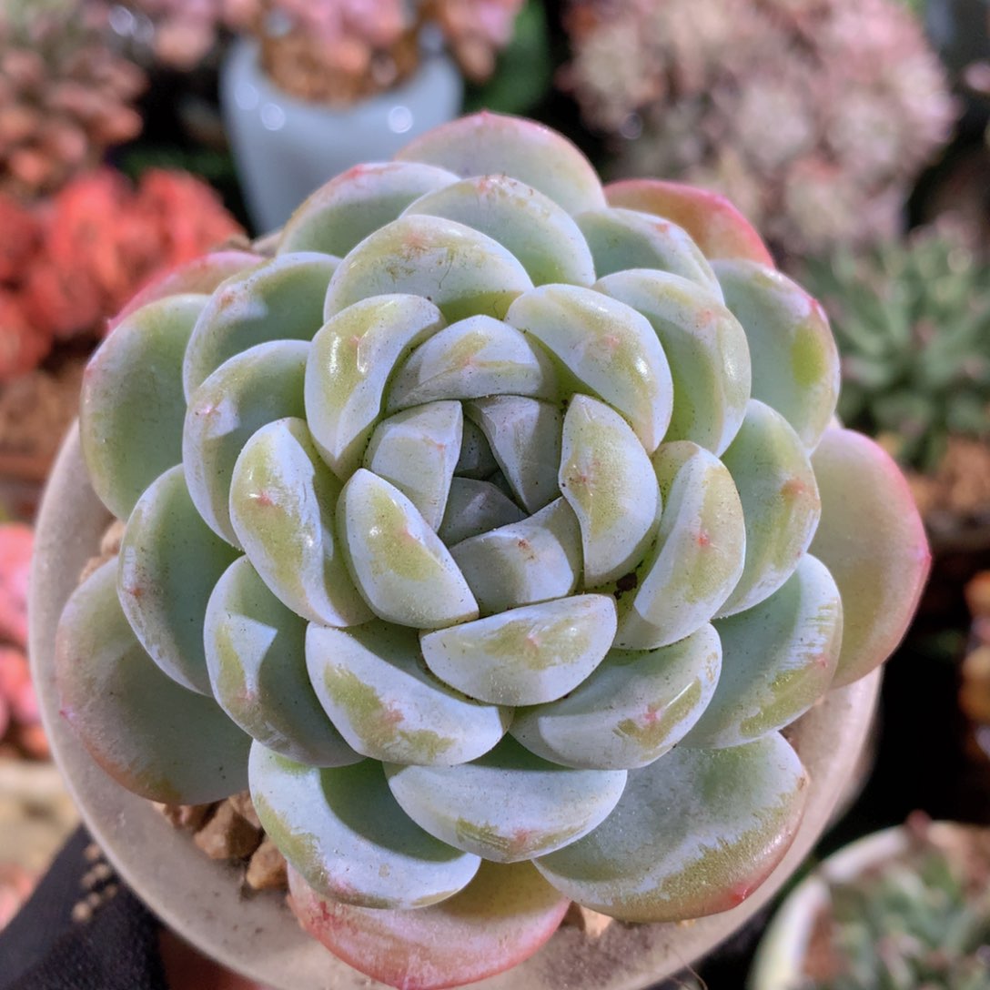 雪媚娘8 公分一物一拍