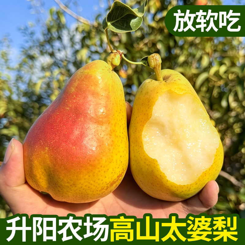 升阳农场山东烟台太婆梨香蕉梨水果新鲜大头梨茄梨软梨啤梨商品图