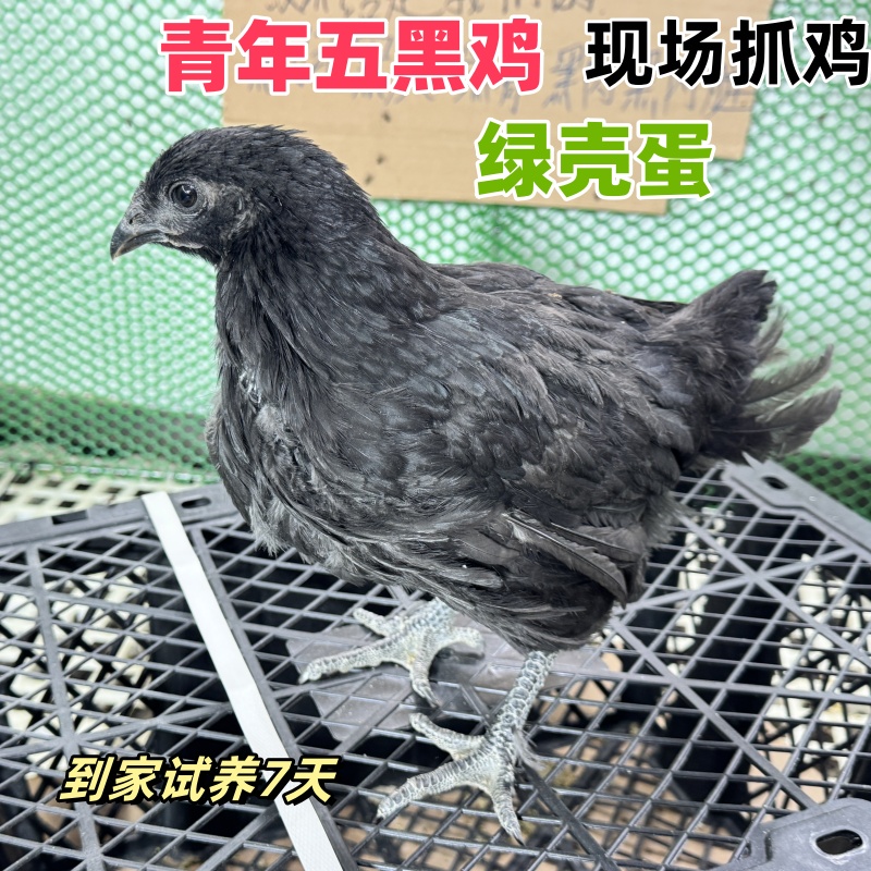 （现场挑鸡）宠物五黑鸡顺丰包邮到家试养七天