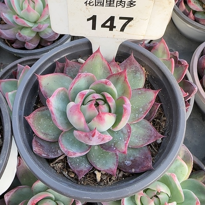 147 惊鸿仙子多肉植物6-9cm