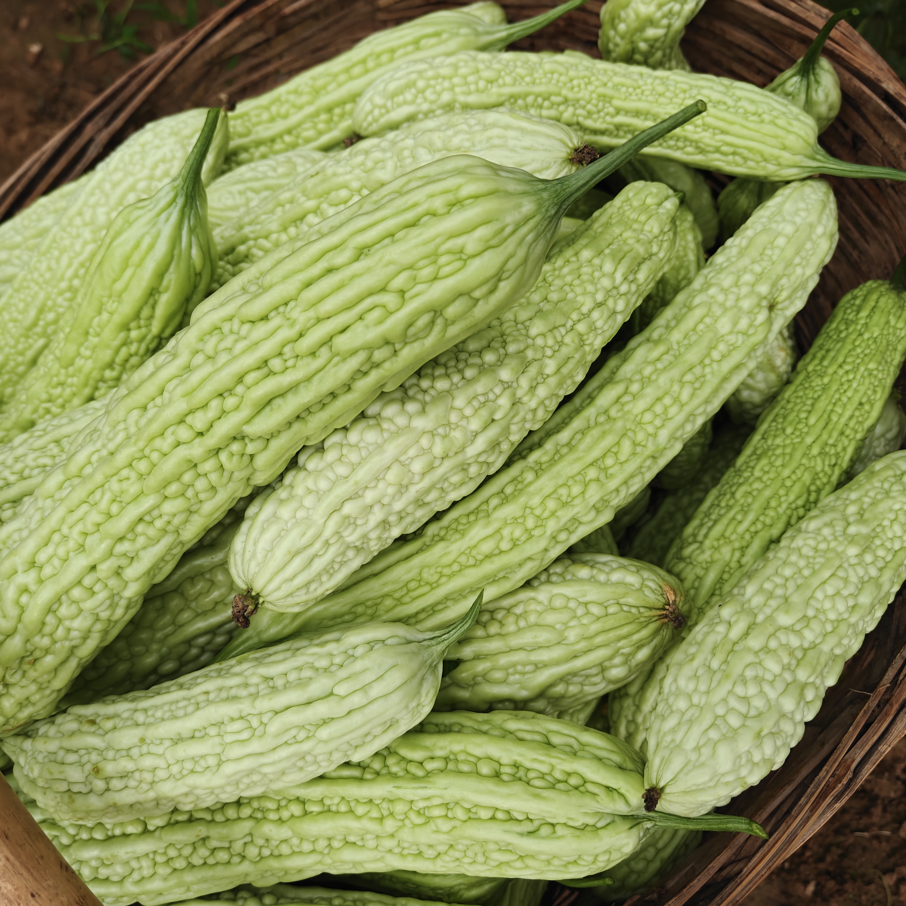 【苦瓜】农家露天种植自然成熟现摘现发