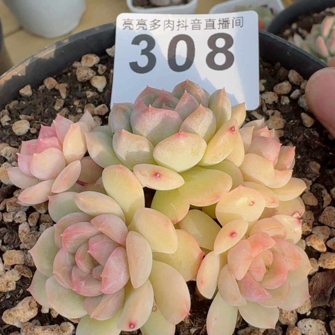 太***?琴心长腿         精品多肉