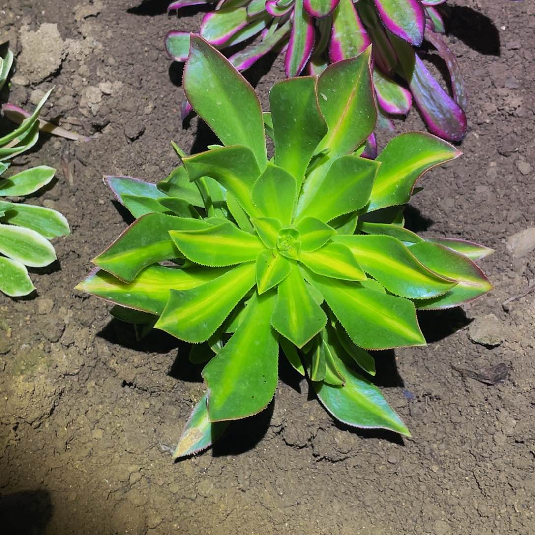 2178枫叶中班多肉植物