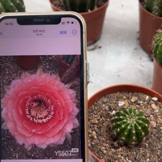 彩草507号4公分左右带根